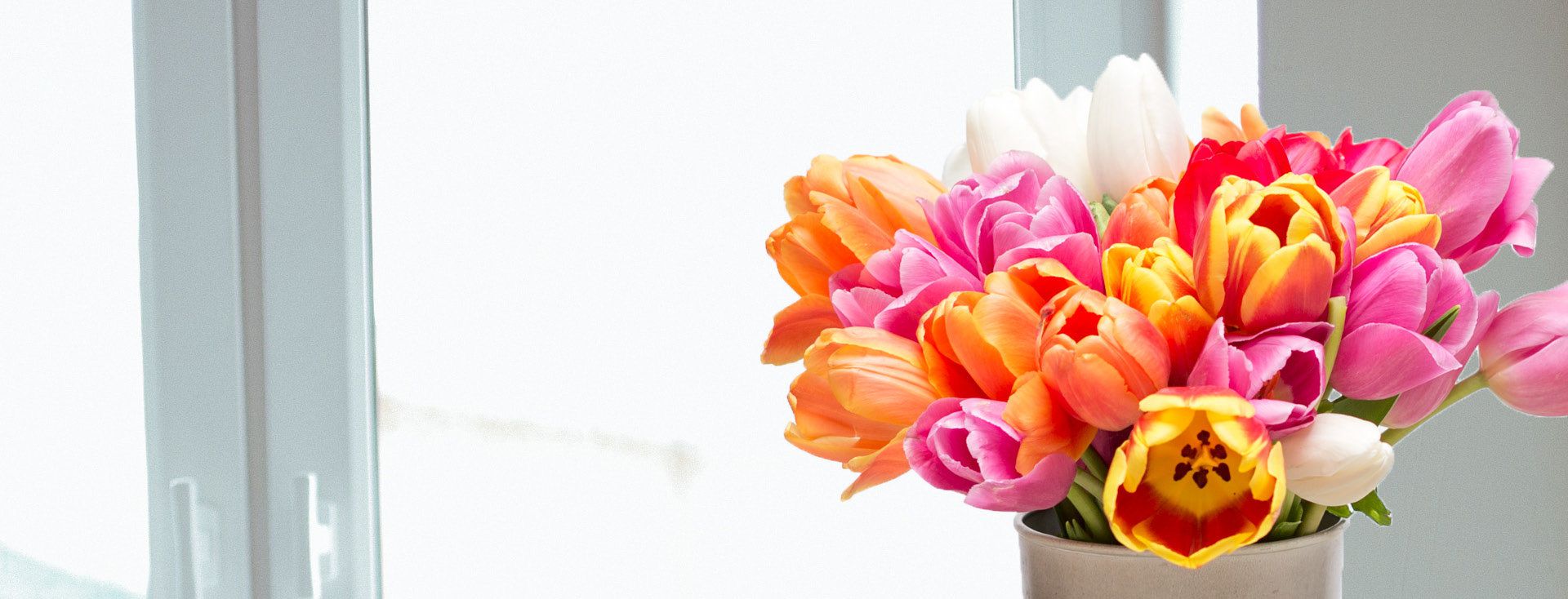 Colorful Rainbow Tulips in White Flower Vase